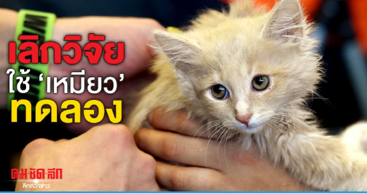 กระทรวงเกษตรสหรัฐยุติใช้แมวเพื่อการวิจัยหลังกำจัดหลายพันตัว กระทรวงเกษตรสหรัฐยุติใช้แมวเพื่อการวิจัยหลังกำจัดหลายพันตัว