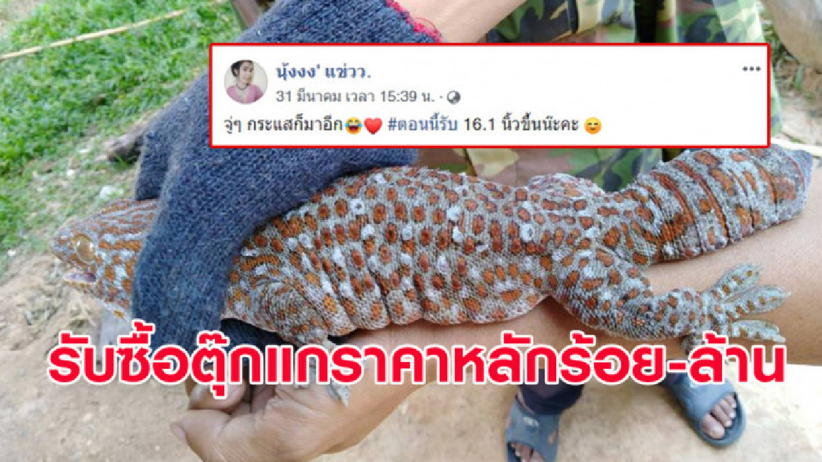 สาวรับซื้อตุ๊กแกขนาด 16.1 นิ้วขึ้นไป บ้านไหนมีทักมาเลย