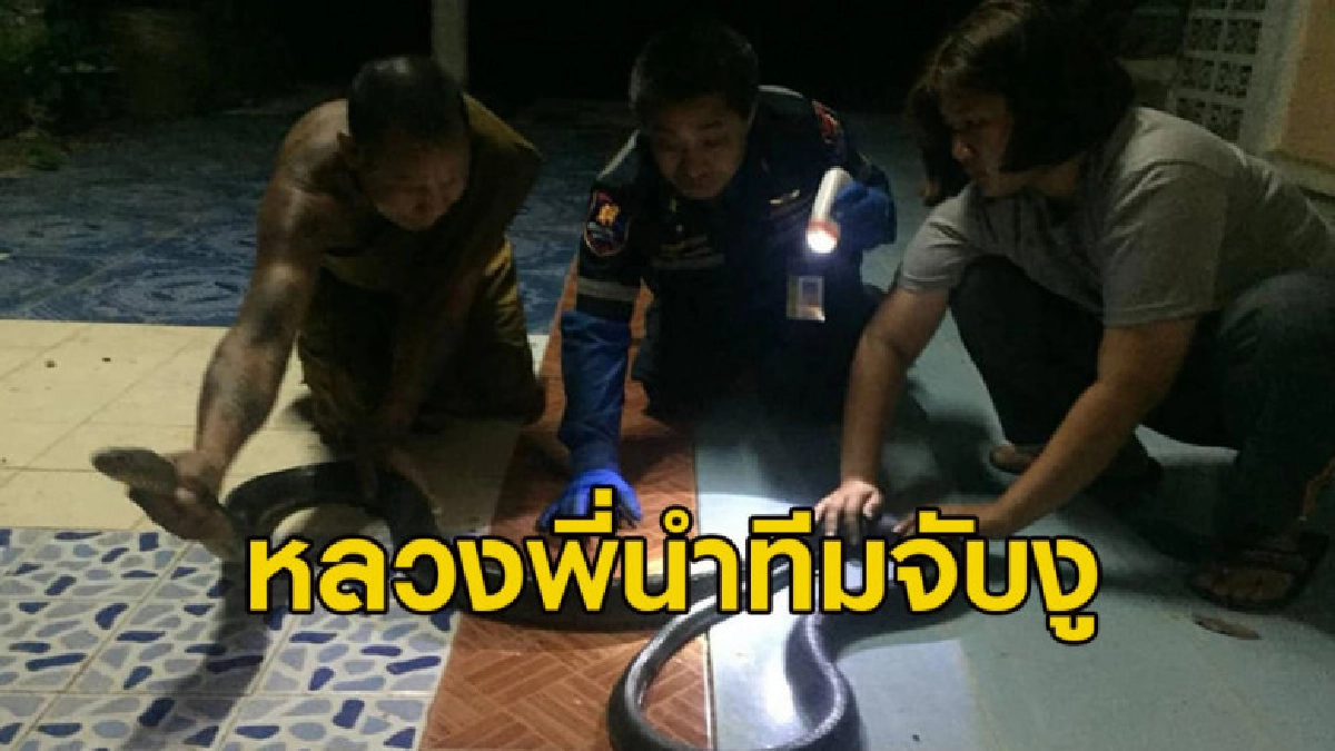 กู้ภัย-หลวงพี่ ช่วยจับจงอางตัวใหญ่เลื้อยเข้าท่อน้ำหมู่บ้าน