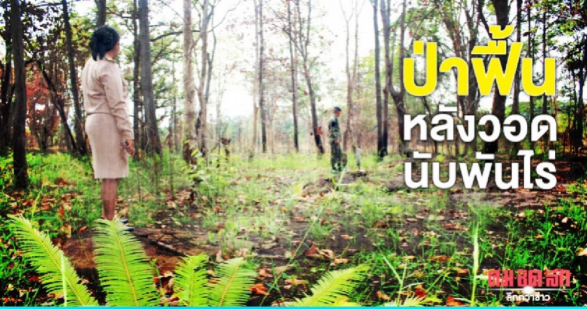 ป่าฟื้นหลังวอดนับพันไร่ ป่าฟื้นหลังวอดนับพันไร่