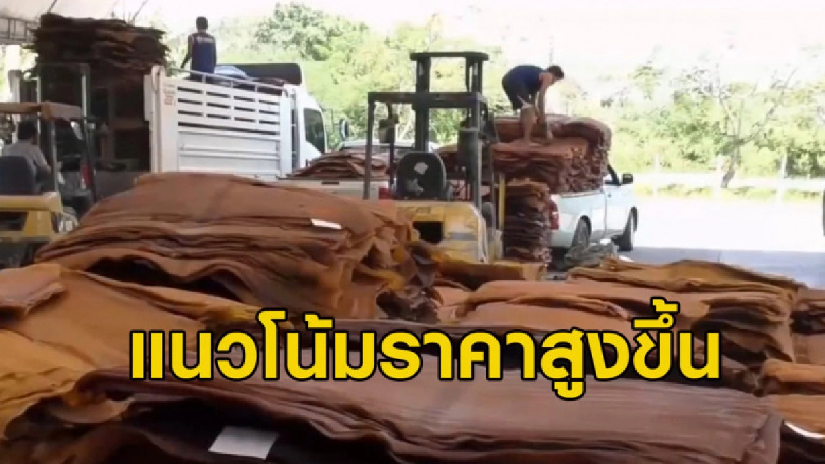 (คลิปข่าว) ธ.ก.ส. คาด "ข้าวโพด-ยางพารา" แนวโน้มราคาสูงขึ้น (คลิปข่าว) ธ.ก.ส. คาด "ข้าวโพด-ยางพารา" แนวโน้มราคาสูงขึ้น