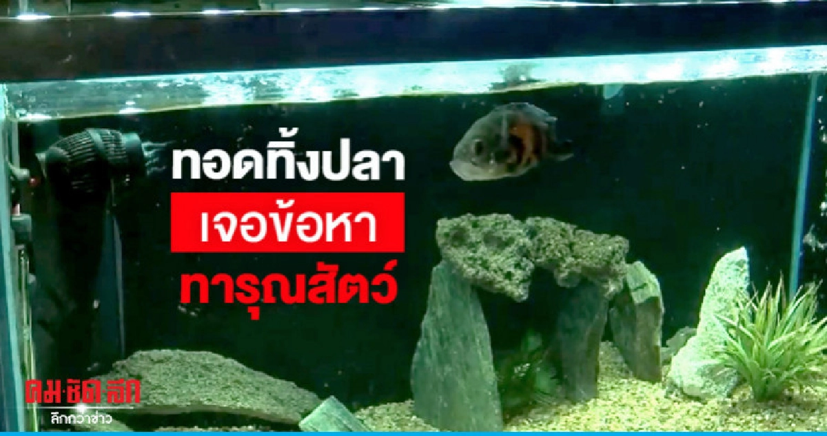 ชายสหรัฐโดนข้อหาทารุณสัตว์ทิ้ง"ปลาออสการ์"ไม่ดูดำดูดี ชายสหรัฐโดนข้อหาทารุณสัตว์ทิ้ง"ปลาออสการ์"ไม่ดูดำดูดี