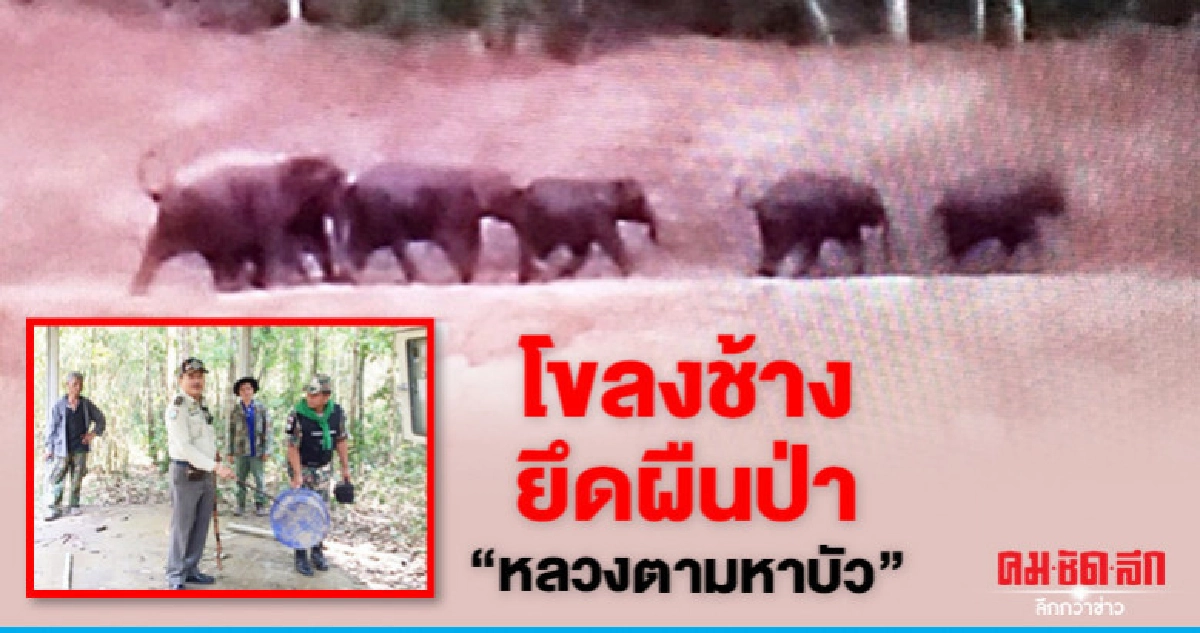 ทวงคืน ! โขลงช้างยึดผืนป่า"หลวงตามหาบัว"