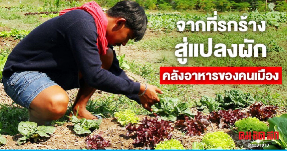 จากที่รกร้างสู่แปลงผักคลังอาหารของคนเมือง