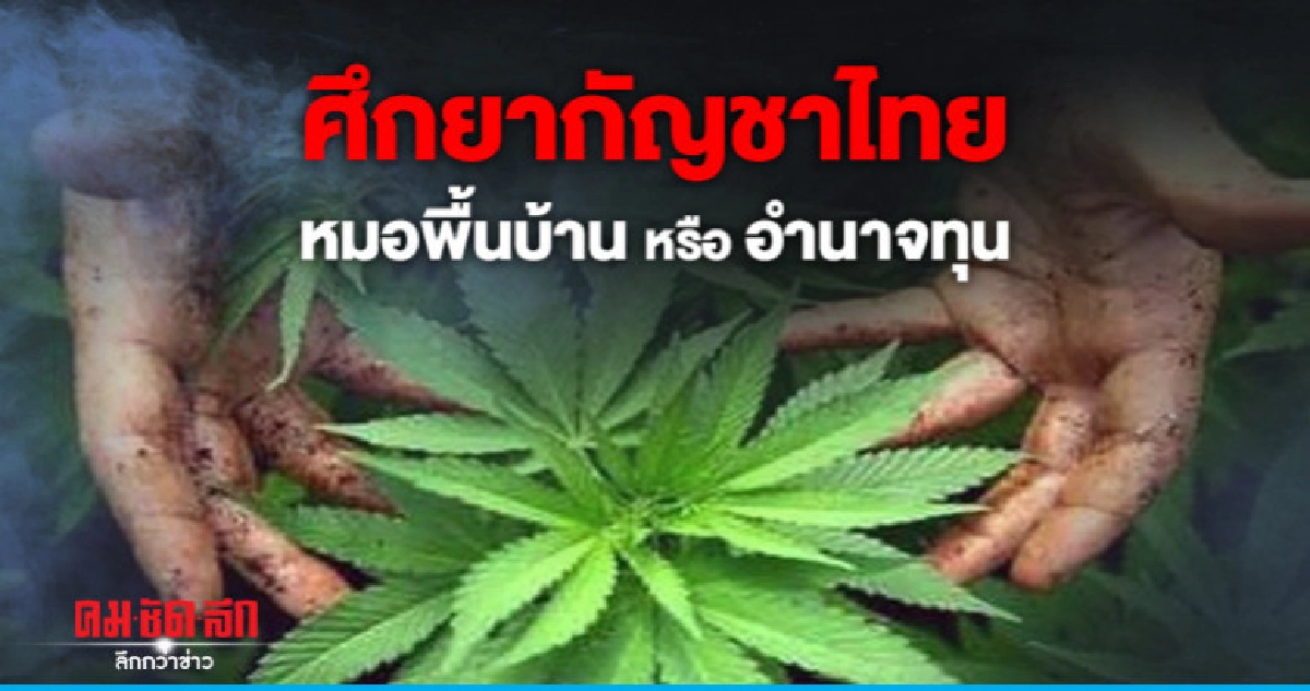  เปิดศึก 2ขั้ว"ยากัญชาไทย"หมอพื้นบ้านหรืออำนาจทุน