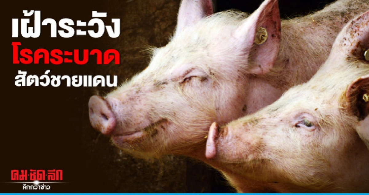 16 จว.เฝ้าระวังโรคระบาดสัตว์ชายแดน 16 จว.เฝ้าระวังโรคระบาดสัตว์ชายแดน