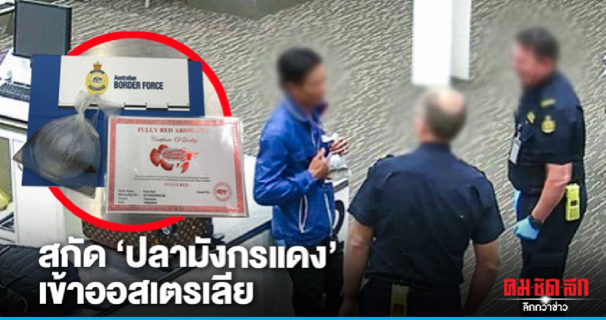 จับชายเวียดนามลอบนำปลามังกรใส่ถุงพลาสติกห้อยคอเข้าออสเตรเลีย