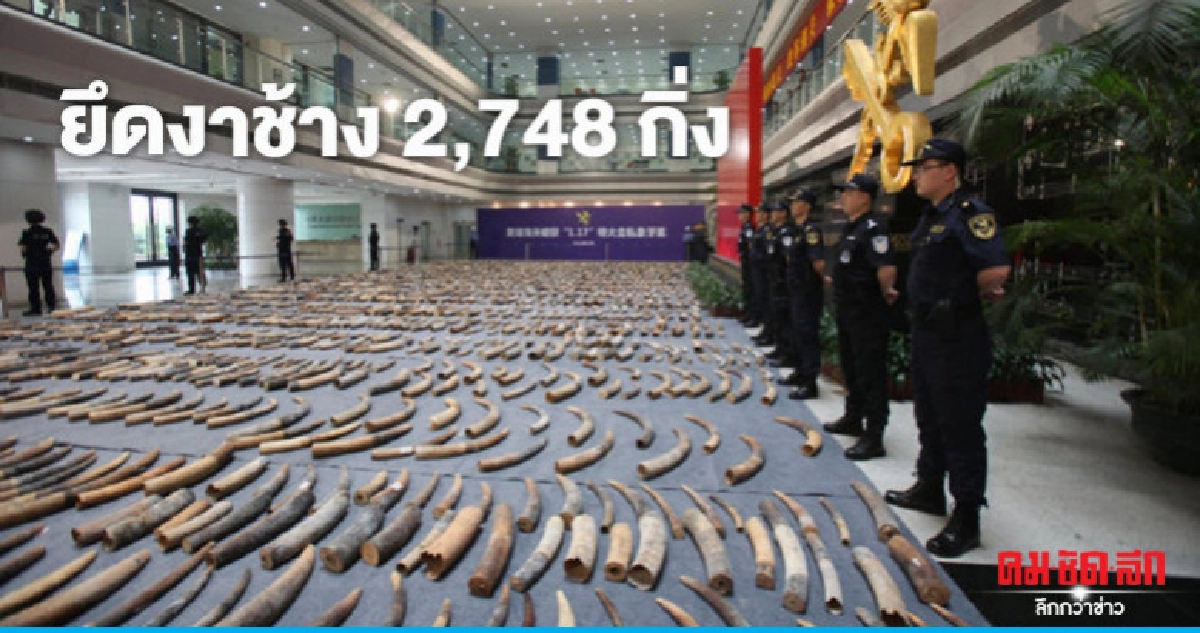 ศุลกากรจีนยึดงาช้างครั้งมโหฬารกว่า 2,700 กิ่งหนัก 7.48 ตัน  