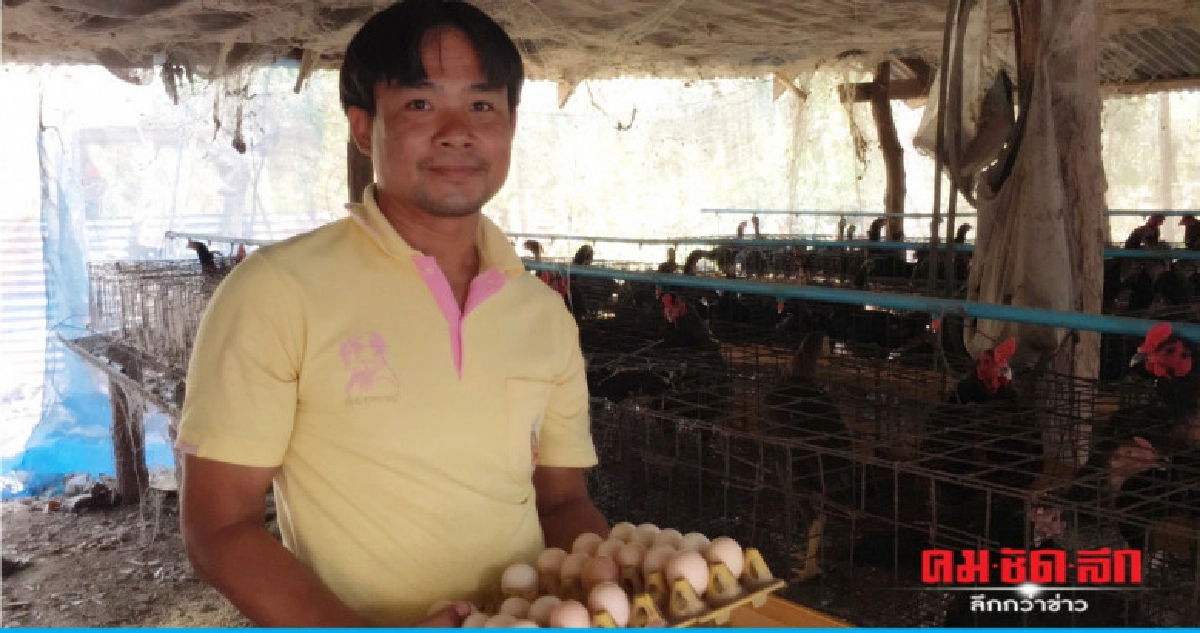 ไก่ประดู่หางดำทำรายได้งาม ไก่ประดู่หางดำทำรายได้งาม