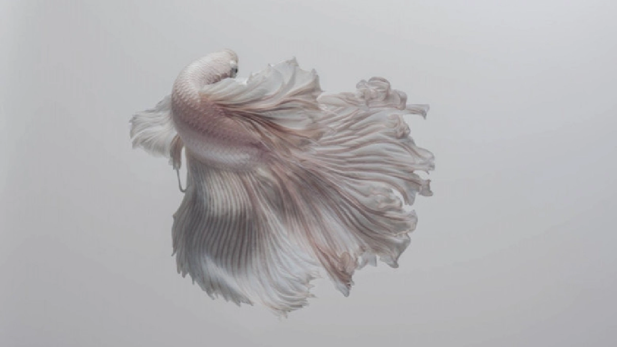 ปลากัดไทย ความงามแห่งสยาม 