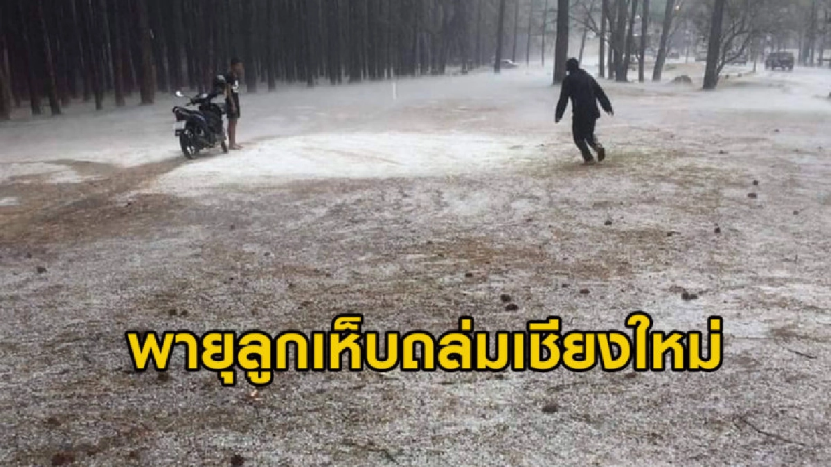 แห่แชร์ภาพลูกเห็บขาวโพลนคล้ายหิมะที่สวนสนบ่อแก้ว เชียงใหม่ แห่แชร์ภาพลูกเห็บขาวโพลนคล้ายหิมะที่สวนสนบ่อแก้ว เชียงใหม่