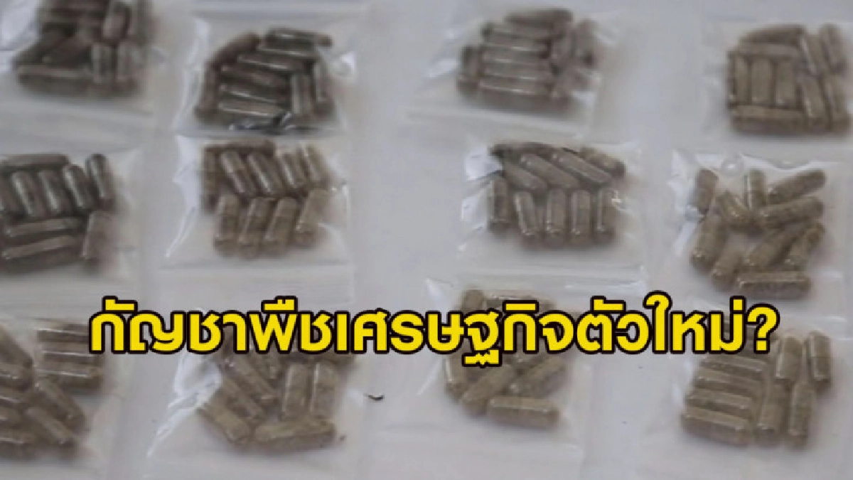 เฮหรือแห้ว? ดันกัญชาพืชเศรษฐกิจตัวใหม่ของประเทศ
