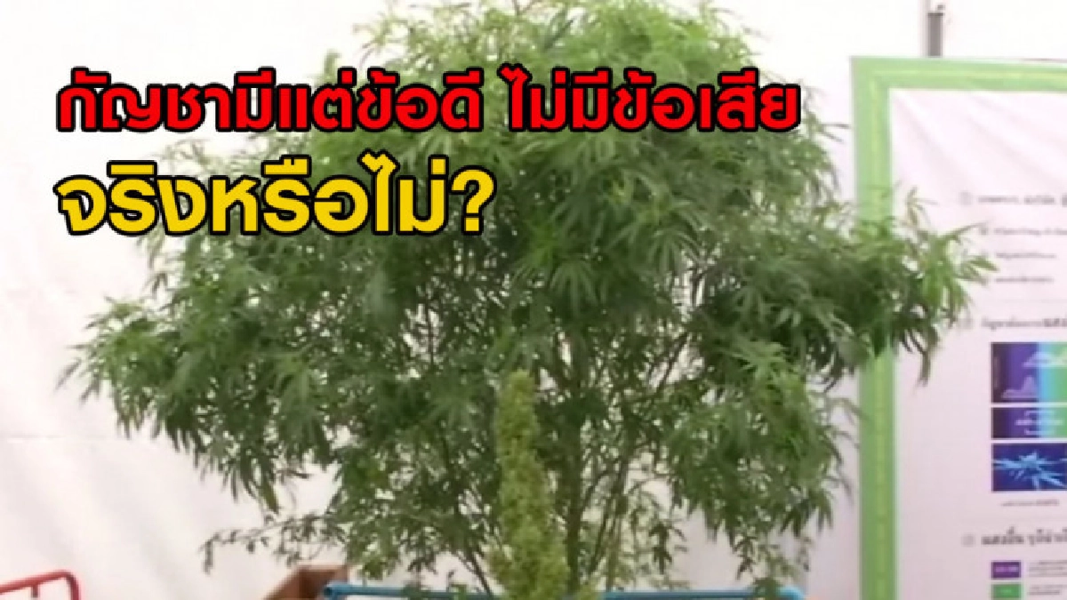 กัญชามีแต่ข้อดี ไม่มีข้อเสียให้ต้องกังวลเลยจริงหรือไม่? กัญชามีแต่ข้อดี ไม่มีข้อเสียให้ต้องกังวลเลยจริงหรือไม่?