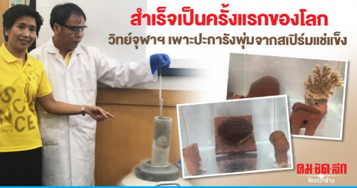 สำเร็จครั้งแรกของโลกวิทย์จุฬาฯเพาะปะการังพุ่มจากสเปิร์มแข็ง