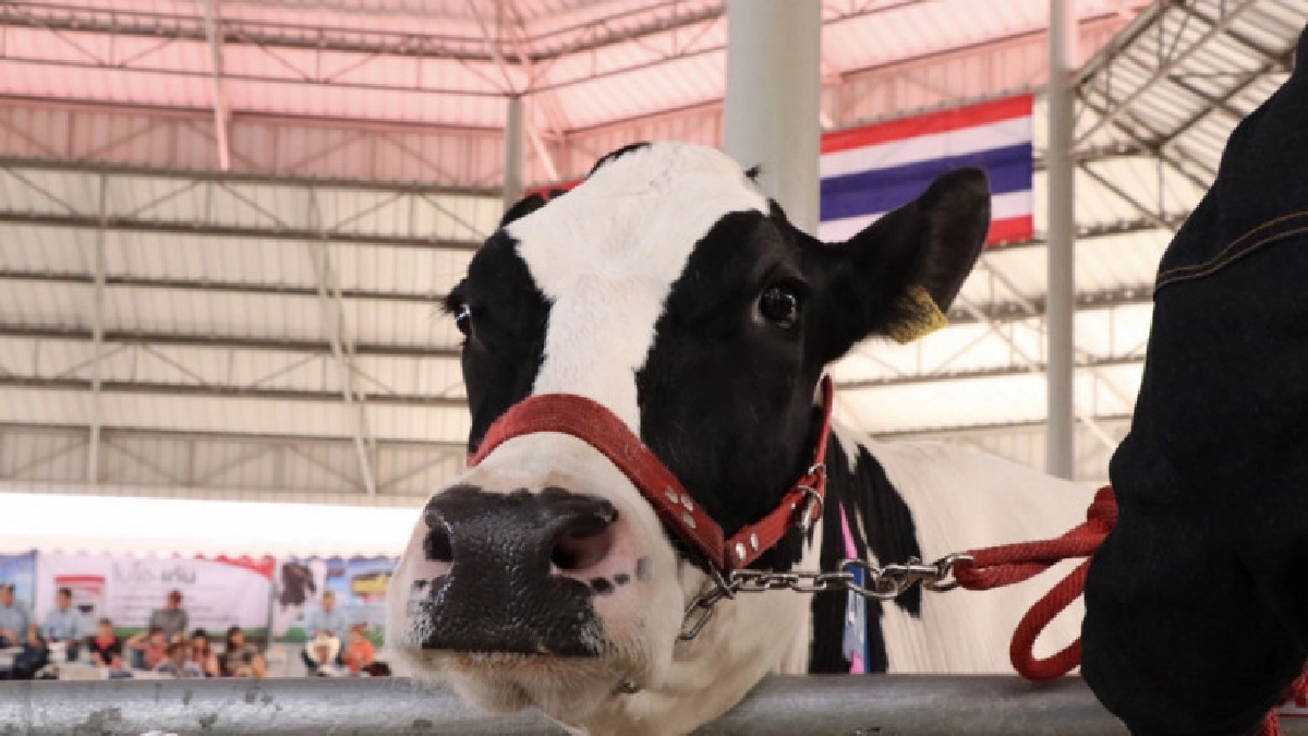 อ.ส.ค. แนะเกษตรกรเลี้ยงโคนมอย่างไรให้ได้กำไรทุกปี