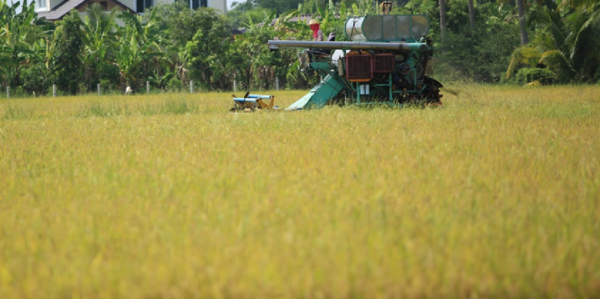 เกษตรฯ กำหนดแผนการผลิตข้าว ปีการผลิต 2562/63