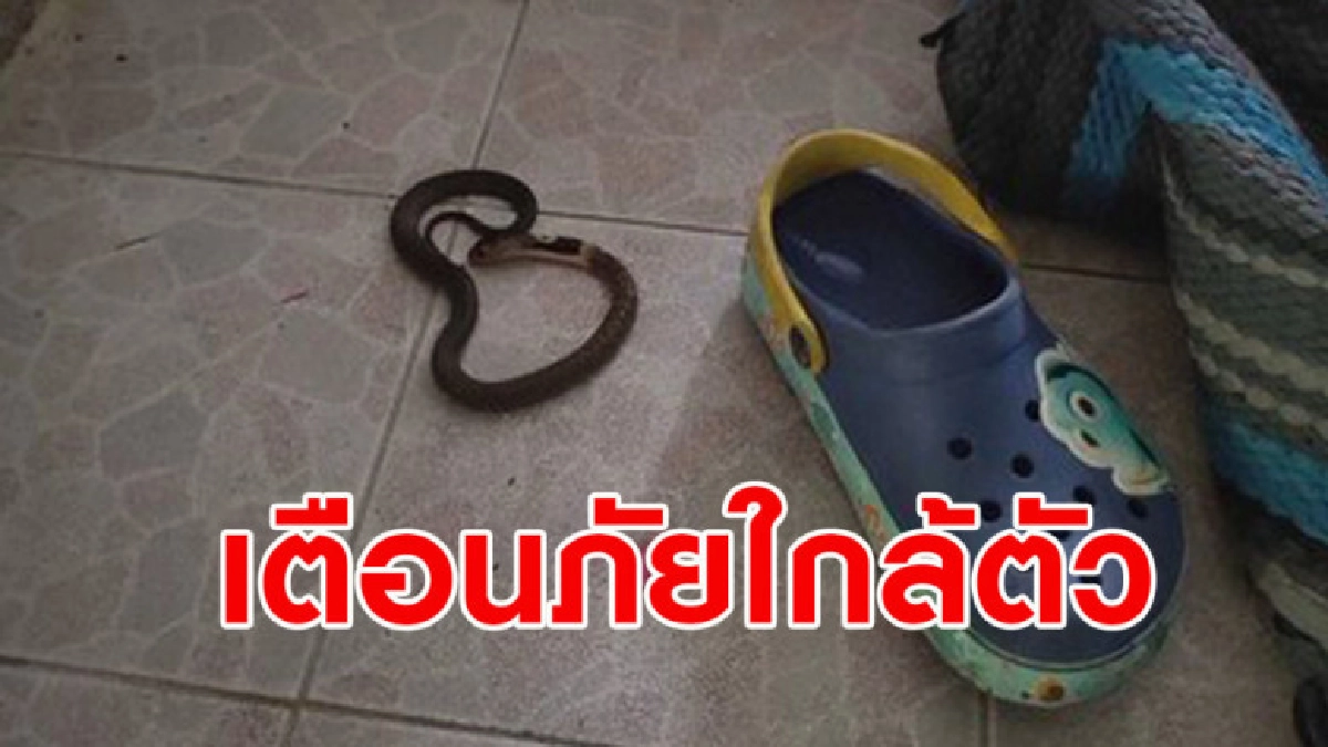 ภัยใกล้ตัว หนุ่มผงะเจอลูกงูเห่าขดในรองเท้าเด็ก ภัยใกล้ตัว หนุ่มผงะเจอลูกงูเห่าขดในรองเท้าเด็ก