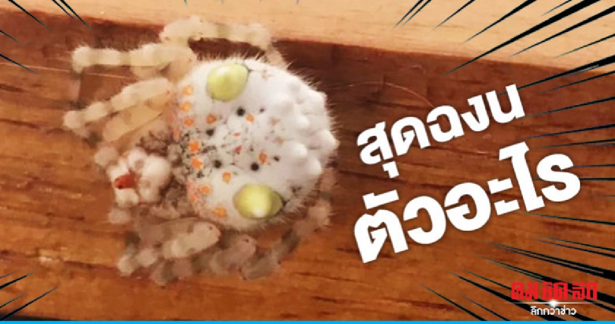ชายซิดนีย์เจอ 8 ขาหน้าตาแปลกขอผู้รู้ไขข้อข้องใจ ชายซิดนีย์เจอ 8 ขาหน้าตาแปลกขอผู้รู้ไขข้อข้องใจ