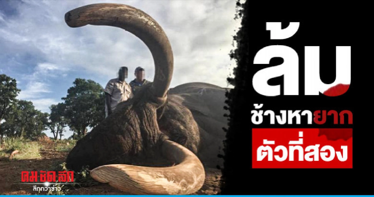 ช้างงาใหญ่หายากล้มอีกตัวฝีมือพรานล่าเพื่อสันทนาการ ช้างงาใหญ่หายากล้มอีกตัวฝีมือพรานล่าเพื่อสันทนาการ
