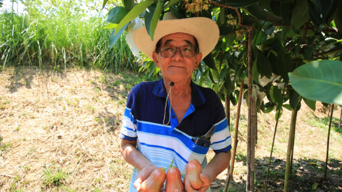    จากหญ้าแฝกเพื่อการอนุรักษ์ดินและน้ำสู่สวนเกษตรผสมผสาน