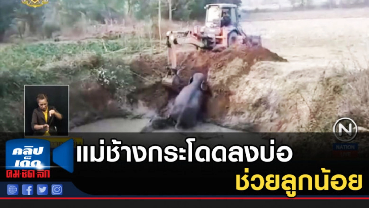 ลุ้นระทึก แม่ช้างกระโดดลงบ่อโคลน เพื่อช่วยลูกน้อย ลุ้นระทึก แม่ช้างกระโดดลงบ่อโคลน เพื่อช่วยลูกน้อย