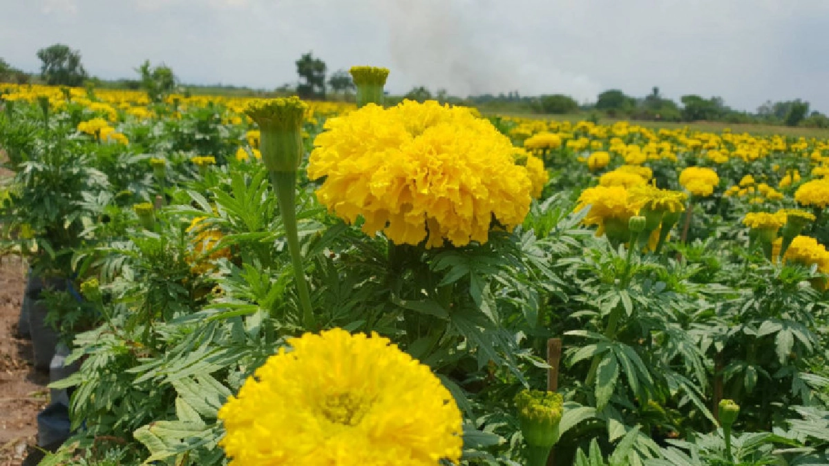  ประชาชนแห่จองต้นดาวเรือง รับงานพระราชพิธีบรมราชาภิเษก