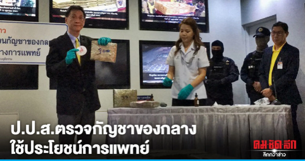 ป.ป.ส.ตรวจกัญชาของกลาง ใช้ประโยชน์การแพทย์ 