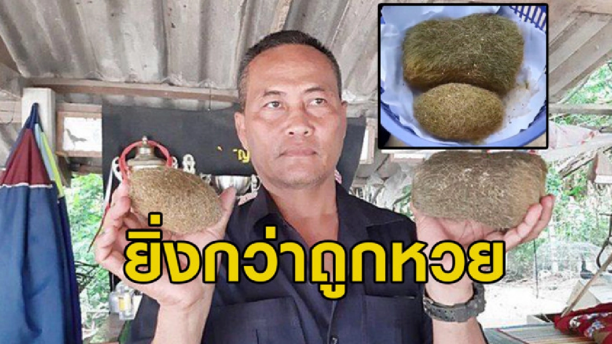 พบก้อนไยไหมในถุงน้ำดีหมู คาดเป็น "อ้วกหมู" มูลค่า 19 ล้าน พบก้อนไยไหมในถุงน้ำดีหมู คาดเป็น "อ้วกหมู" มูลค่า 19 ล้าน