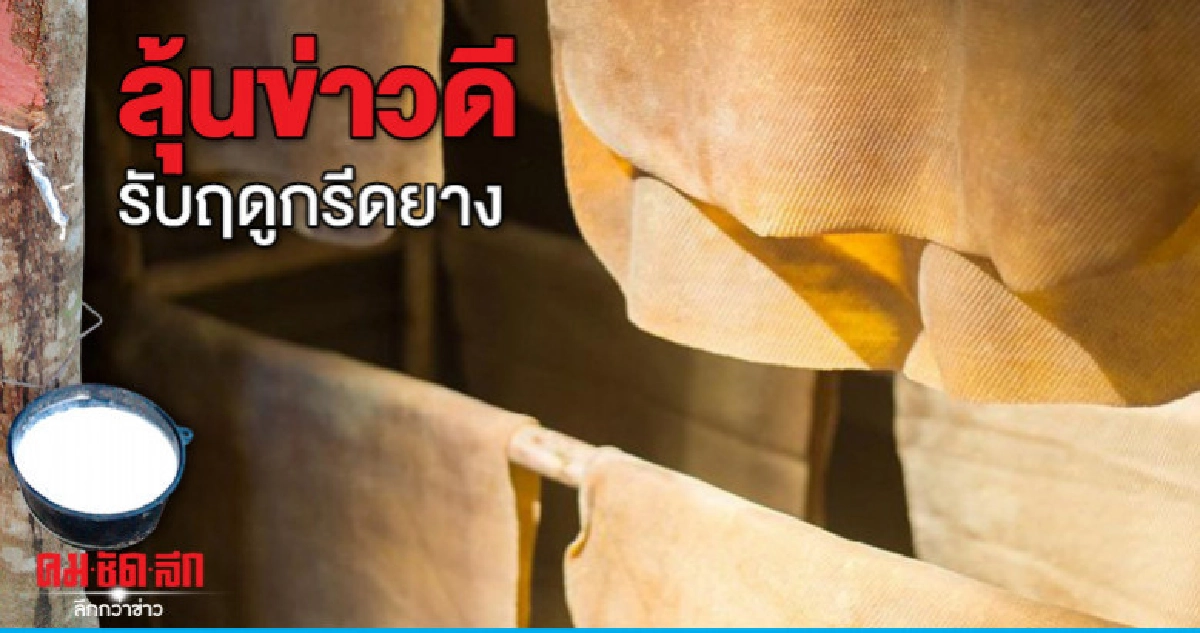 "กฤษฏา"เร่งอปท.ซื้อยาง-ลุ้นข่าวดีรับฤดูเปิดกรีด "กฤษฏา"เร่งอปท.ซื้อยาง-ลุ้นข่าวดีรับฤดูเปิดกรีด