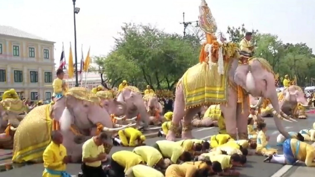ขบวนช้าง 11 เชือกเดินขบวนเทิดพระเกียรติในหลวงรัชกาลที่ 10 ขบวนช้าง 11 เชือกเดินขบวนเทิดพระเกียรติในหลวงรัชกาลที่ 10