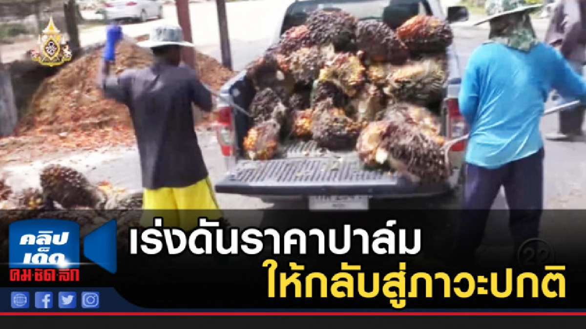 กระทรวงพาณิชย์ เร่งดันราคาปาล์ม ให้กลับสู่ภาวะปกติ