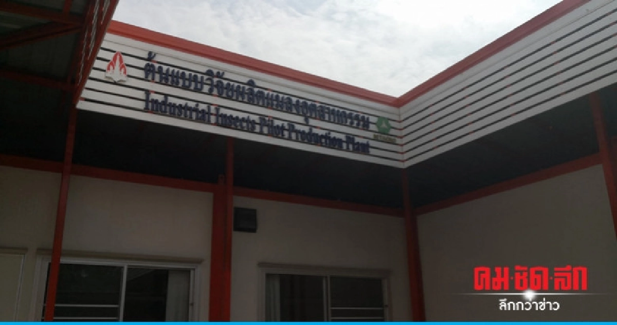 มข. เปิดโรงเรือนต้นแบบผลิตหนอนแมลงเพื่ออุตสาหกรรม มข. เปิดโรงเรือนต้นแบบผลิตหนอนแมลงเพื่ออุตสาหกรรม