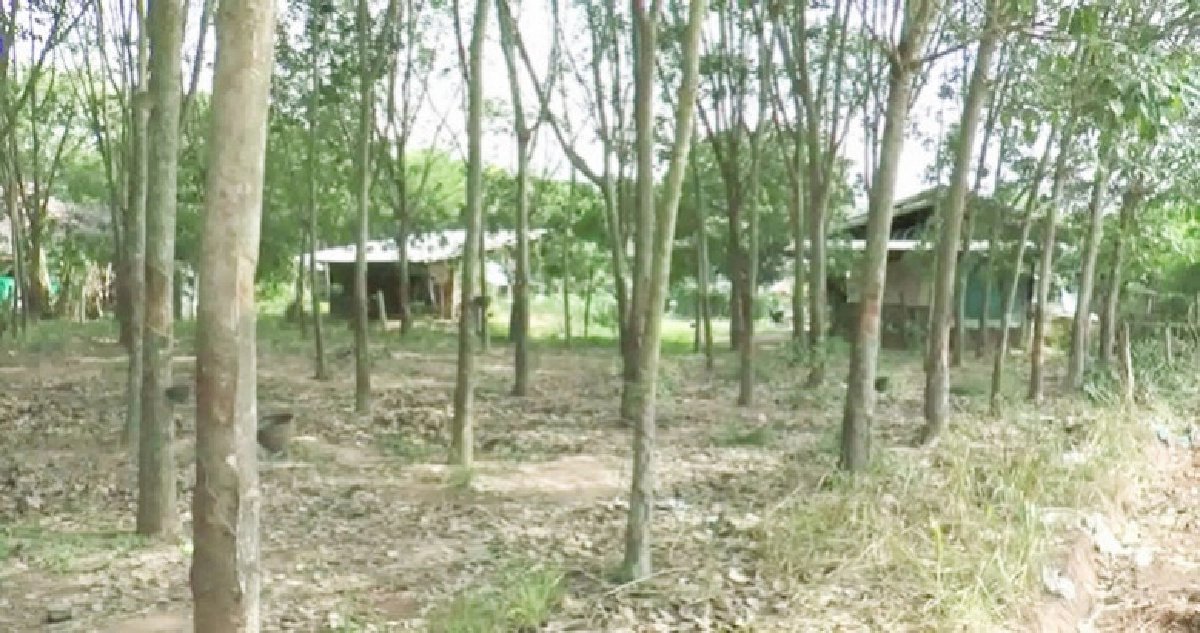 ชาวบ้านผวาช้าง-กระทิงป่าทำร้ายลุงสาหัส ชาวบ้านผวาช้าง-กระทิงป่าทำร้ายลุงสาหัส