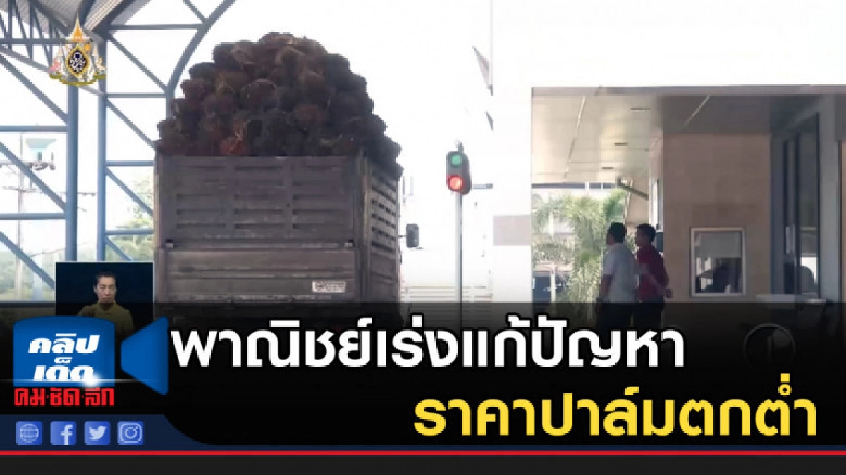 พาณิชย์เร่งแก้ปัญหารราคาปาล์มตกต่ำ พาณิชย์เร่งแก้ปัญหารราคาปาล์มตกต่ำ