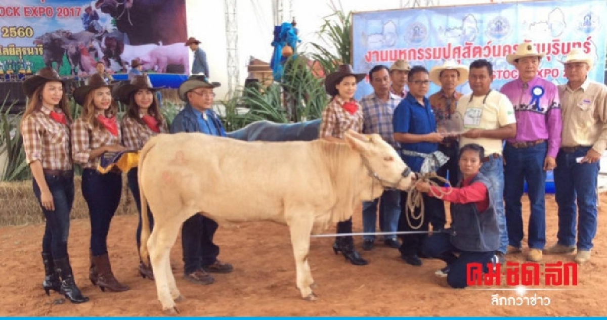 โคราชแหล่งโคเนื้อใหญ่สุด โคราชแหล่งโคเนื้อใหญ่สุด