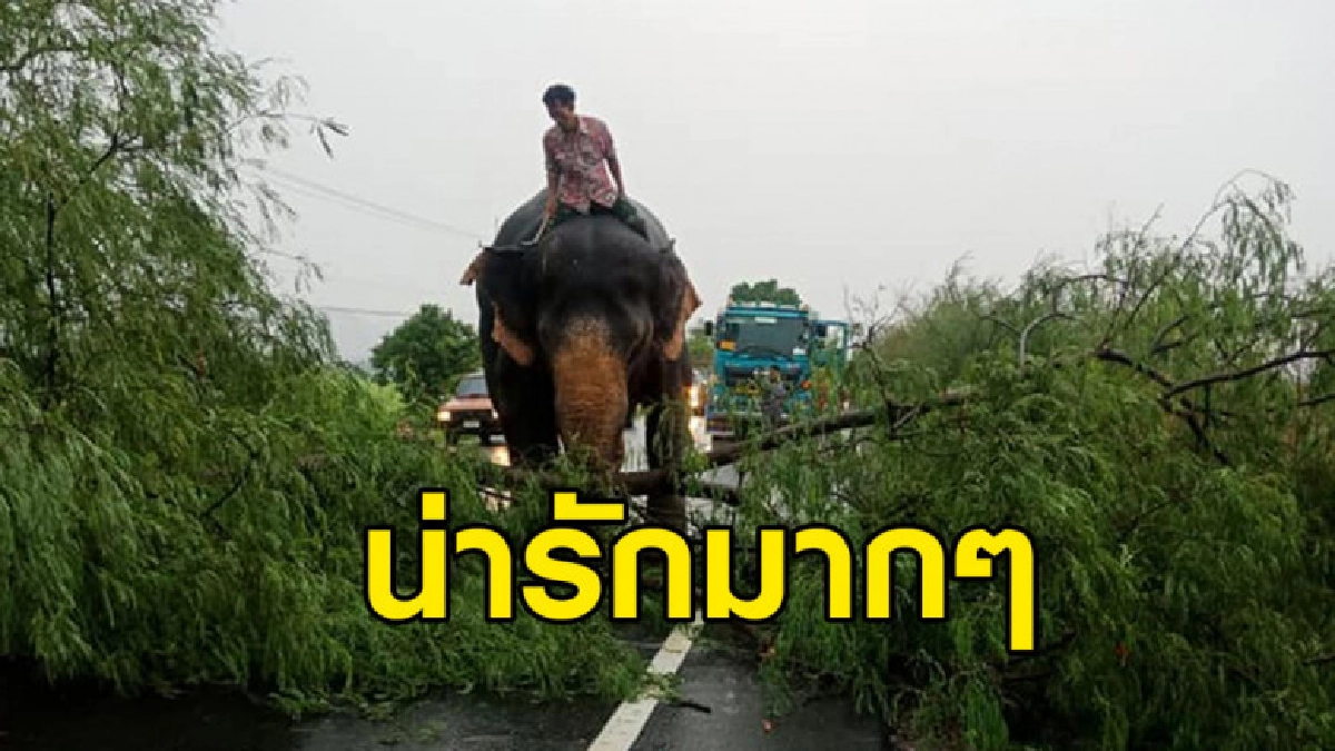 ช้างแสนรู้ช่วยเคลียร์ทาง หลังพายุถล่มต้นไม้ล้มขวางถนน ช้างแสนรู้ช่วยเคลียร์ทาง หลังพายุถล่มต้นไม้ล้มขวางถนน