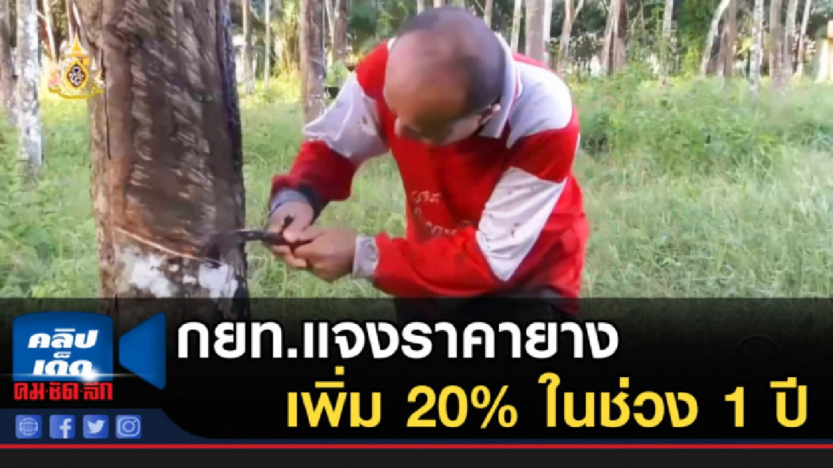 กยท.แจงราคายางเพิ่ม 20% ในช่วง 1 ปี กยท.แจงราคายางเพิ่ม 20% ในช่วง 1 ปี