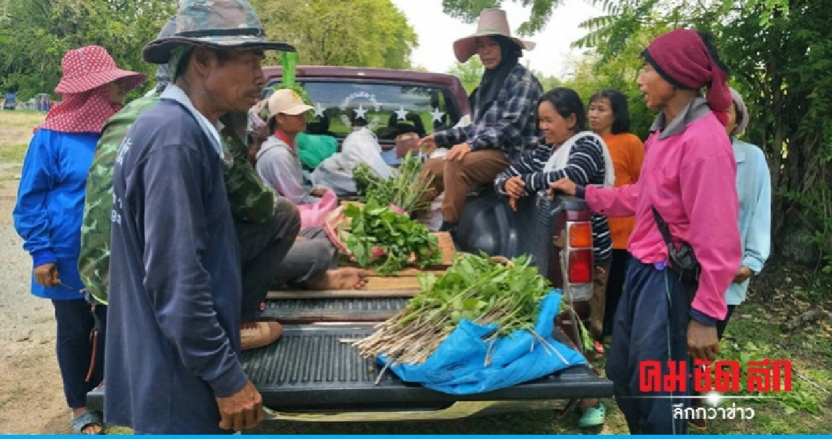 ชาวบ้านแห่เก็บต้นกระบุกขายสร้างรายได้เสริม ชาวบ้านแห่เก็บต้นกระบุกขายสร้างรายได้เสริม