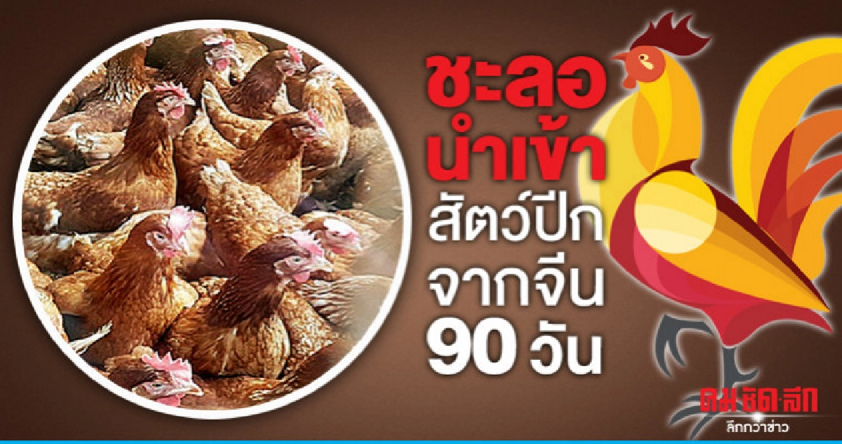 ชะลอนำเข้าสัตว์ปีกจากจีน 90 วัน  