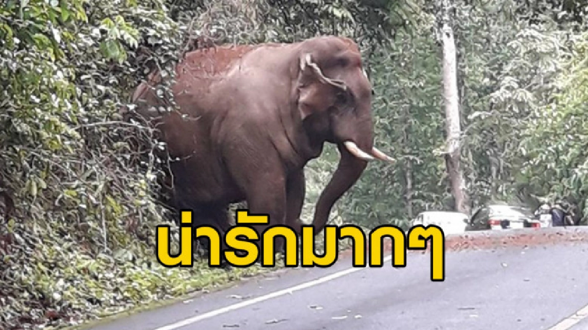 ช้างป่าตัวใหญ่มากๆ ทำท่าพยายามทำตัวเล็กหลบไหล่ทางไม่ให้รถติด