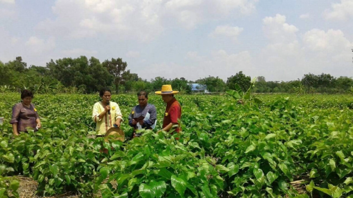 สืบสานอาชีพหม่อนไหมจากภูมิปัญญาด้วย"นวัตกรรม" สืบสานอาชีพหม่อนไหมจากภูมิปัญญาด้วย"นวัตกรรม"