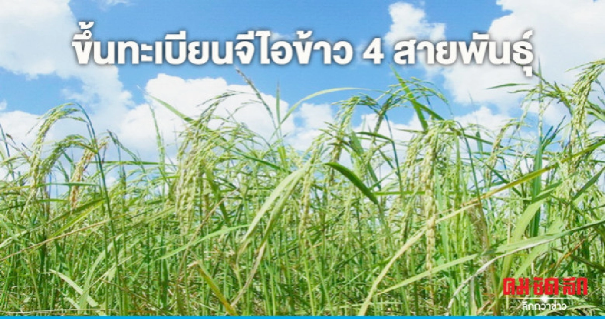"กรมการข้าว"จ่อขึ้นทะเบียนจีไอข้าว 4 สายพันธุ์เฉพาะถิ่น "กรมการข้าว"จ่อขึ้นทะเบียนจีไอข้าว 4 สายพันธุ์เฉพาะถิ่น