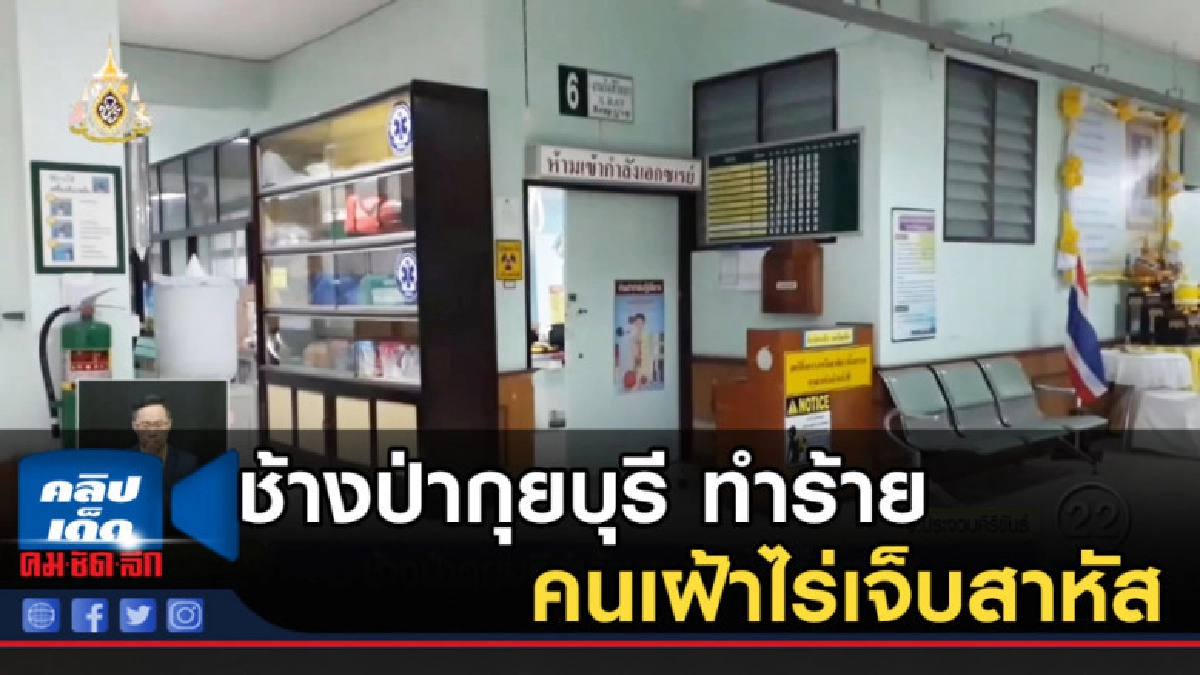 ช้างป่ากุยบุรีตื้บคนเฝ้าไร่เจ็บสาหัส ช้างป่ากุยบุรีตื้บคนเฝ้าไร่เจ็บสาหัส