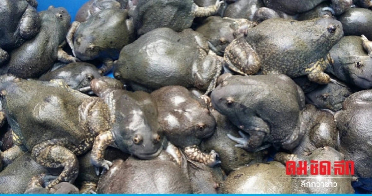 ฝนชุกจับอึ่งโกรกขาย