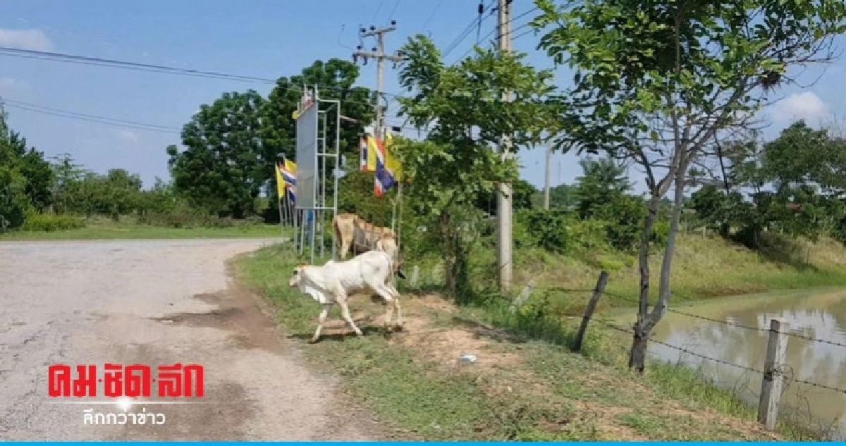 พบรอยวัวถีบตาจมน้ำ พบรอยวัวถีบตาจมน้ำ