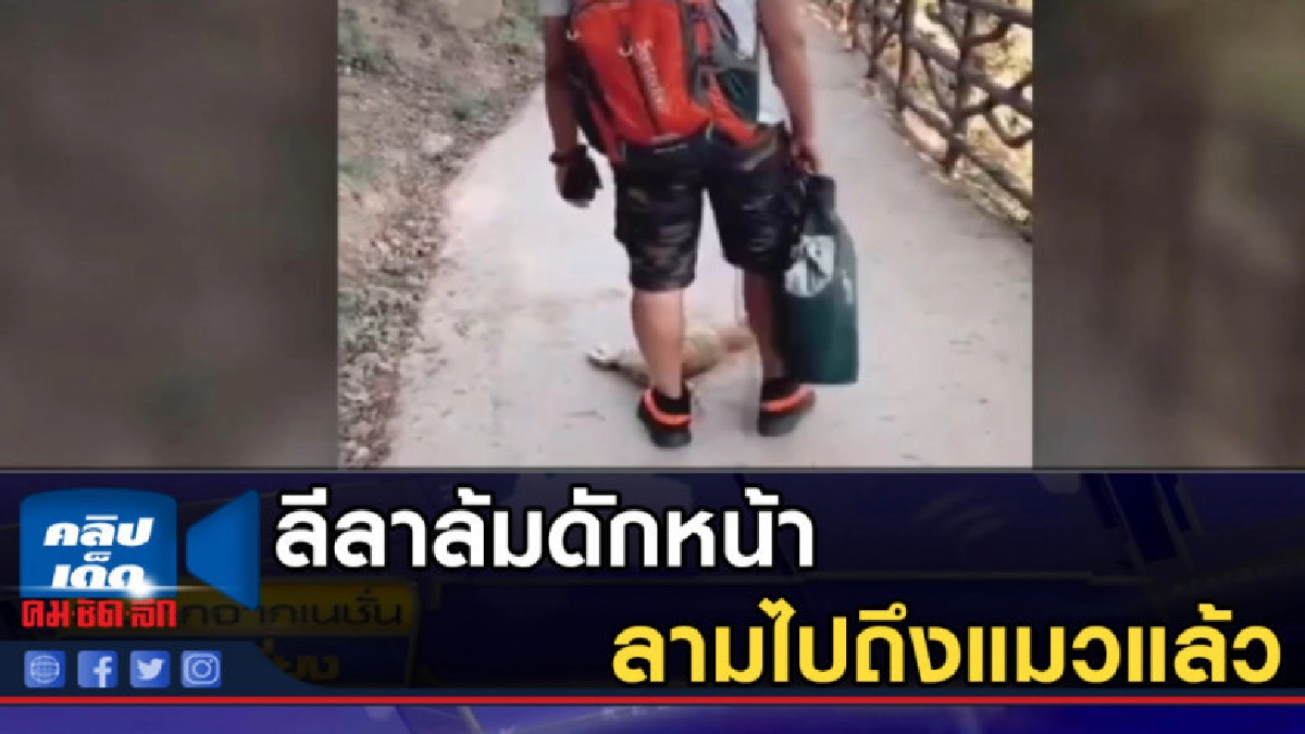 ลีลาล้มดักหน้า ลามไปถึงแมวแล้ว ลีลาล้มดักหน้า ลามไปถึงแมวแล้ว