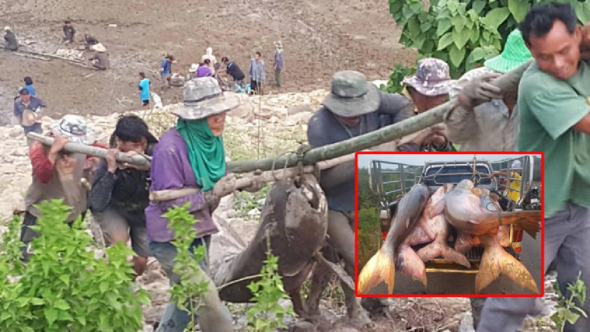 ปลาบึกตัวใหญ่ตายเกลื่อนอ่างเก็บน้ำแม่คำปอง ปลาบึกตัวใหญ่ตายเกลื่อนอ่างเก็บน้ำแม่คำปอง