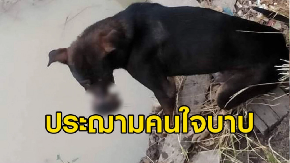 ประฌามคนใจบาป ใช้เทปกาวพันปากสุนัขจรจัดหวิดปากขาด ประฌามคนใจบาป ใช้เทปกาวพันปากสุนัขจรจัดหวิดปากขาด