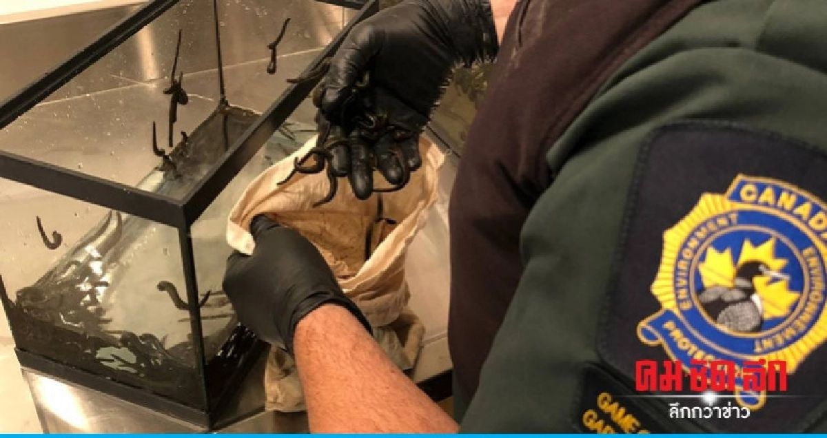 ชายแคนาดาลอบนำปลิงบำบัดโรคเข้าประเทศเกือบ 5,000 ตัว 