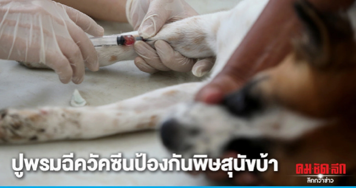 "นครฯ"ปูพรมฉีควัคซีนป้องกันโรคพิษสุนัขบ้า "นครฯ"ปูพรมฉีควัคซีนป้องกันโรคพิษสุนัขบ้า